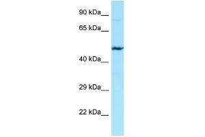 WB Suggested Anti-HPSE2 Antibody Titration: 1. (Heparanase 2 抗体  (N-Term))