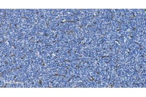 IHC analysis of GNG11 using anti-GNG11 antibody (ABIN7599533).