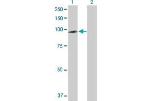 Western Blot analysis of PDCD6IP expression in transfected 293T cell line by PDCD6IP MaxPab polyclonal antibody. (ALIX 抗体  (AA 1-868))