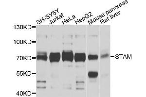 Western blot analysis of extracts of various cells, using STAM antibody. (STAM 抗体)