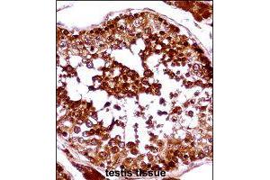 Immunohistochemistry (Formalin/PFA-fixed paraffin-embedded sections) of human testis tissue with HSFX1 polyclonal antibody  followed by peroxidase conjugation of the secondary antibody and DAB staining. (HSFX1 抗体  (AA 201-230))