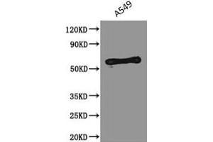 Western Blot Positive WB detected in: A549 whole cell lysate All lanes: PODXL antibody at 2. (PODXL 抗体)