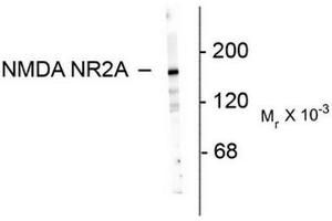 Image no. 1 for anti-Glutamate Receptor, Ionotropic, N-Methyl D-Aspartate 2a (GRIN2A) (N-Term) antibody (ABIN372681) (NMDAR2A 抗体  (N-Term))