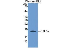 Western blot analysis of the recombinant protein. (APOA1 抗体  (AA 122-267))