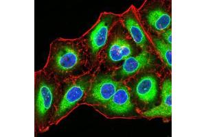 Immunofluorescence analysis of Hela cells using EMD mouse mAb (green). (Emerin 抗体  (AA 1-222))