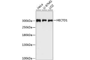 Western blot analysis of extracts of various cell lines, using HECTD1 antibody (ABIN6128015, ABIN6141706, ABIN6141707 and ABIN6225003) at 1:3000 dilution. (HECTD1 抗体  (AA 2518-2610))