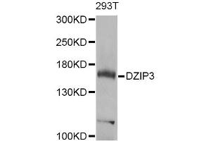Western blot analysis of extracts of 293T cells, using DZIP3 Antibody (ABIN5975097) at 1/1000 dilution. (DZIP3 抗体)