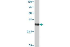 Western Blot detection against Immunogen (37. (RRN3 抗体  (AA 525-631))