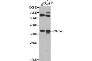Western blot analysis of extracts of various cell lines, using ZNF346 antibody (ABIN5971759) at 1/1000 dilution. (ZNF346 抗体)