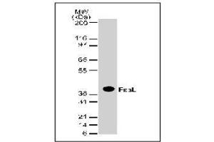 Western Blotting (WB) image for anti-Fas Ligand (TNF Superfamily, Member 6) (FASL) antibody (ABIN155064) (FASL 抗体)