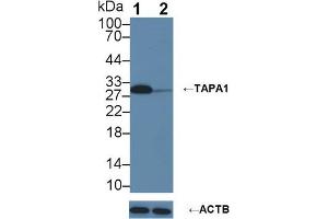 Western blot analysis of (1) Wild-type U87MG cell lysate, and (2) TAPA1 knockout U87MG cell lysate, using Rabbit Anti-Human TAPA1 Antibody (3 µg/ml) and HRP-conjugated Goat Anti-Mouse antibody (abx400001, 0. (CD81 抗体  (AA 113-201))