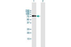 Western Blot analysis of ZNF254 expression in transfected 293T cell line by ZNF254 MaxPab polyclonal antibody. (ZNF254 抗体  (AA 1-659))