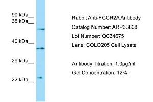 WB Suggested Anti-FCGR2A Antibody Titration: 1. (FCGR2A 抗体  (C-Term))