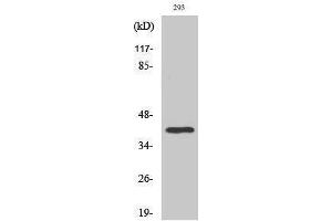 Western Blotting (WB) image for anti-TATA Box Binding Protein (TBP) (Internal Region) antibody (ABIN3187235) (TBP 抗体  (Internal Region))