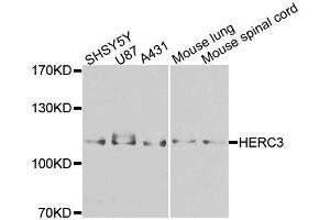 Western blot analysis of extracts of various cell lines, using HERC3 antibody (ABIN5996324) at 1/1000 dilution. (HERC3 抗体)
