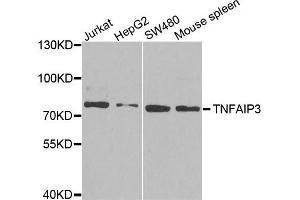 Western blot analysis of extracts of various cell lines, using TNFAIP3 antibody. (TNFAIP3 抗体)