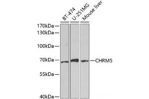 Western blot analysis of extracts of various cell lines using CHRM5 Polyclonal Antibody at dilution of 1:1000. (CHRM5 抗体)