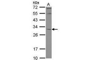 Image no. 2 for anti-BTB (POZ) Domain-Containing Protein KCTD4 (KCTD4) (AA 1-225) antibody (ABIN1499011) (KCTD4 抗体  (AA 1-225))