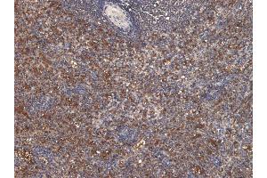 (ABIN185707) (6 μg/mL) staining of paraffin embedded Human Spleen. (Septin 1 抗体  (Internal Region))