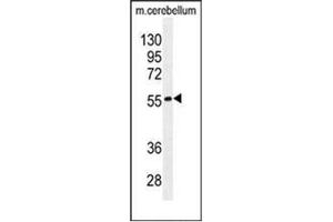 Western blot analysis of FAM69B Antibody (N-term) in mouse cerebellum tissue lysates (35ug/lane). (FAM69B 抗体  (N-Term))