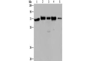 Western Blotting (WB) image for anti-HIV-1 Rev Binding Protein (HRB) antibody (ABIN2422489) (AGFG1 抗体)