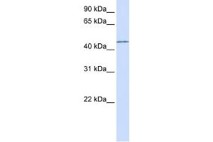 WB Suggested Anti-PARVB Antibody Titration:  0. (Parvin, beta 抗体  (N-Term))