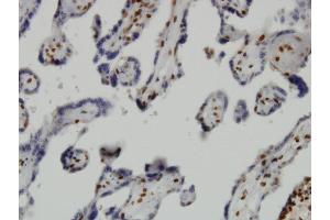 Immunoperoxidase of monoclonal antibody to JMJD1C on formalin-fixed paraffin-embedded human placenta. (JMJD1C 抗体  (AA 2-99))