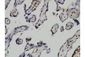 Immunoperoxidase of monoclonal antibody to JMJD1C on formalin-fixed paraffin-embedded human placenta. (JMJD1C 抗体  (AA 2-99))