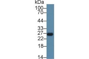 Western Blot; Sample: Rat Spleen lysate; Primary Ab: 1µg/ml Rabbit Anti-Mouse CEBPd Antibody Second Ab: 0. (CEBPD 抗体  (AA 51-251))