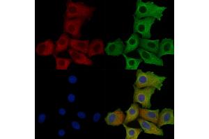 ABIN6259453 and ABIN6275232 staining Hela cells by IF/ICC. (MRPS2 抗体  (C-Term))