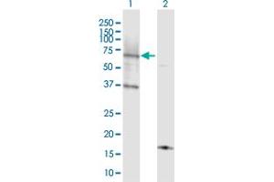 Western Blot analysis of ACSL6 expression in transfected 293T cell line by ACSL6 MaxPab polyclonal antibody. (ACSL6 抗体  (AA 1-606))
