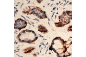 Immunohistochemical analysis of EIF3L staining in human Pancreas formalin fixed paraffin embedded tissue section. (EIF3L 抗体  (N-Term))