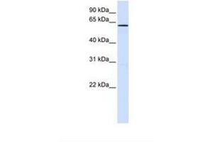 Image no. 1 for anti-Family with Sequence Similarity 20, Member A (FAM20A) (AA 182-231) antibody (ABIN6739198) (FAM20A 抗体  (AA 182-231))
