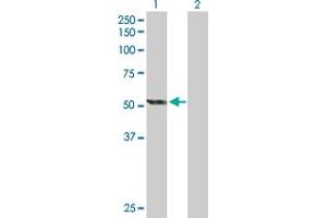 Western Blot analysis of CYP2E1 expression in transfected 293T cell line by CYP2E1 MaxPab polyclonal antibody.