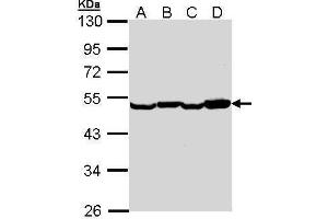 Western Blotting (WB) image for anti-Eukaryotic Translation Elongation Factor 1 alpha 2 (EEF1A2) antibody (ABIN2855358)