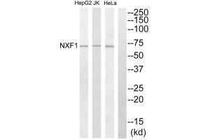 Western blot analysis of extracts from HepG2 cells, Jurkat cells and HeLa cells, using NXF1 antibody. (NXF1 抗体  (N-Term))