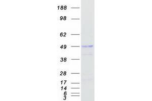Validation with Western Blot (RUNDC3A Protein (Transcript Variant 2) (Myc-DYKDDDDK Tag))