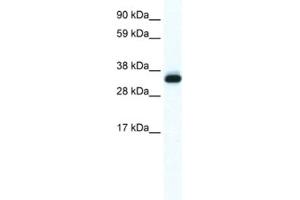 Western Blotting (WB) image for anti-Annexin A5 (ANXA5) antibody (ABIN2461409) (Annexin V 抗体)