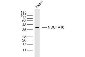 Mouse heart lysates probed with NDUFA10 Polyclonal Antibody, unconjugated  at 1:300 overnight at 4°C followed by a conjugated secondary antibody at 1:10000 for 90 minutes at 37°C. (NDUFA10 抗体  (AA 201-300))