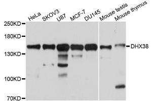 Western blot analysis of extracts of various cell lines, using DHX38 antibody. (DHX38 抗体  (AA 1133-1227))