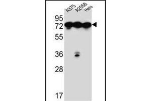 HS Antibody (C-term) (ABIN651231 and ABIN2840143) western blot analysis in ,,Hela cell line lysates (35 μg/lane).