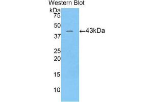 Western Blotting (WB) image for anti-Bactericidal/Permeability Increasing Protein (BPI) (AA 320-456) antibody (ABIN1858168) (BPI 抗体  (AA 320-456))