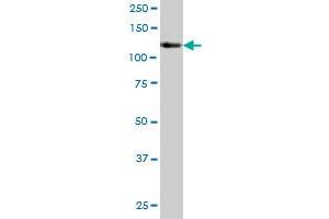STK10 MaxPab polyclonal antibody. (STK10-A 抗体  (AA 12-144))