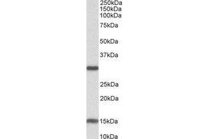 Western Blotting (WB) image for anti-Sirtuin 3 (SIRT3) (Internal Region) antibody (ABIN2464493) (SIRT3 抗体  (Internal Region))