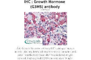 Image no. 1 for anti-Growth Hormone 1 (GH1) antibody (ABIN1723225) (Growth Hormone 1 抗体)