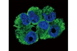 Confocal immunofluorescent analysis of TRAP antibody with NCI-H460 cells followed by Alexa Fluor 488-conjugated goat anti-rabbit lgG (green). (CD40 Ligand 抗体  (AA 33-62))