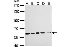 WB Image KPNA4 antibody [C3], C-term detects KPNA4 protein by Western blot analysis. (KPNA4 抗体  (C-Term))