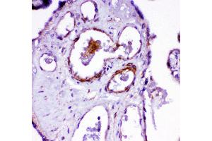 Anti- ACE antibody,  IHC(P) IHC(P): Human Placenta Tissue (Angiotensin I Converting Enzyme 1 抗体  (Middle Region))