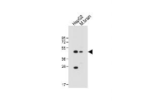 All lanes : Anti-AS Antibody (Center) at 1:1000 dilution Lane 1: HepG2 whole cell lysate Lane 2: Mouse brain tissue lysate Lysates/proteins at 20 μg per lane. (CLMP 抗体  (AA 81-110))