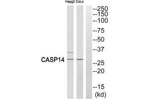 Western blot analysis of extracts from COLO cells and HepG2 cells, using Caspase 14 (p10, Cleaved-Lys222) antibody. (CASP14 抗体  (Cleaved-Lys222))
